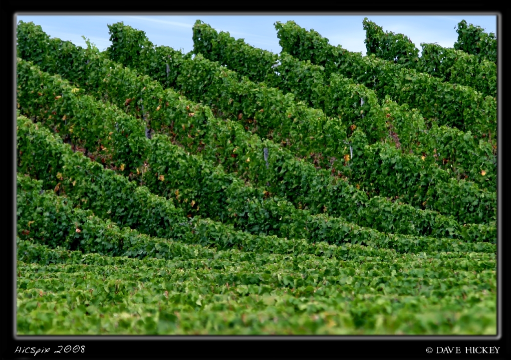 More Europe02 Vineyard